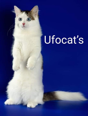 Logo of Ufocat’s *FR cattery