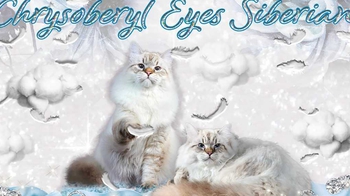 Logo of Chrysoberyl Eyes *MT cattery